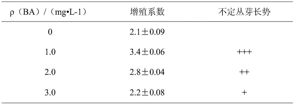 A kind of rapid propagation method of golden nanmu tissue culture