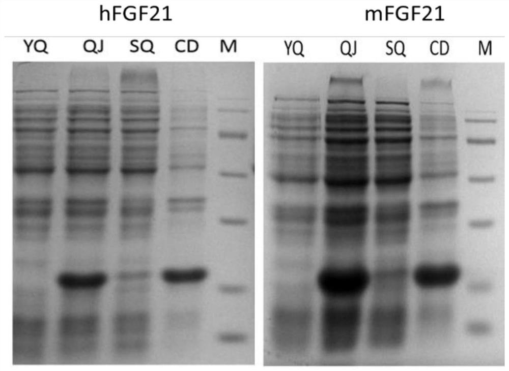 Recombinant variant FGF21 protein as well as preparation method and application thereof