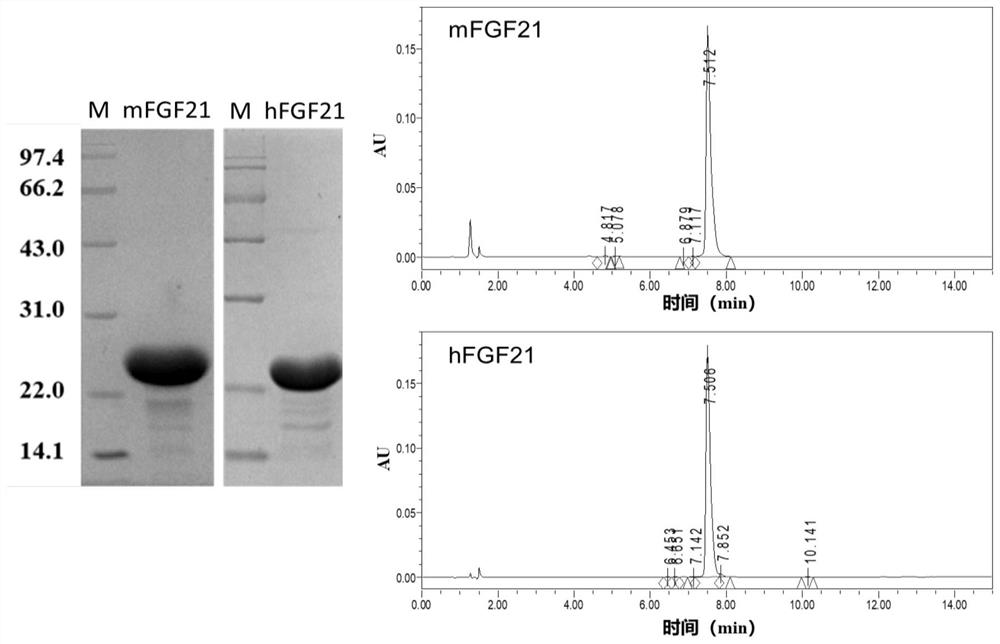 Recombinant variant FGF21 protein as well as preparation method and application thereof