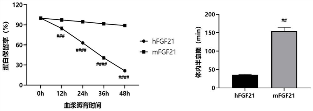 Recombinant variant FGF21 protein as well as preparation method and application thereof