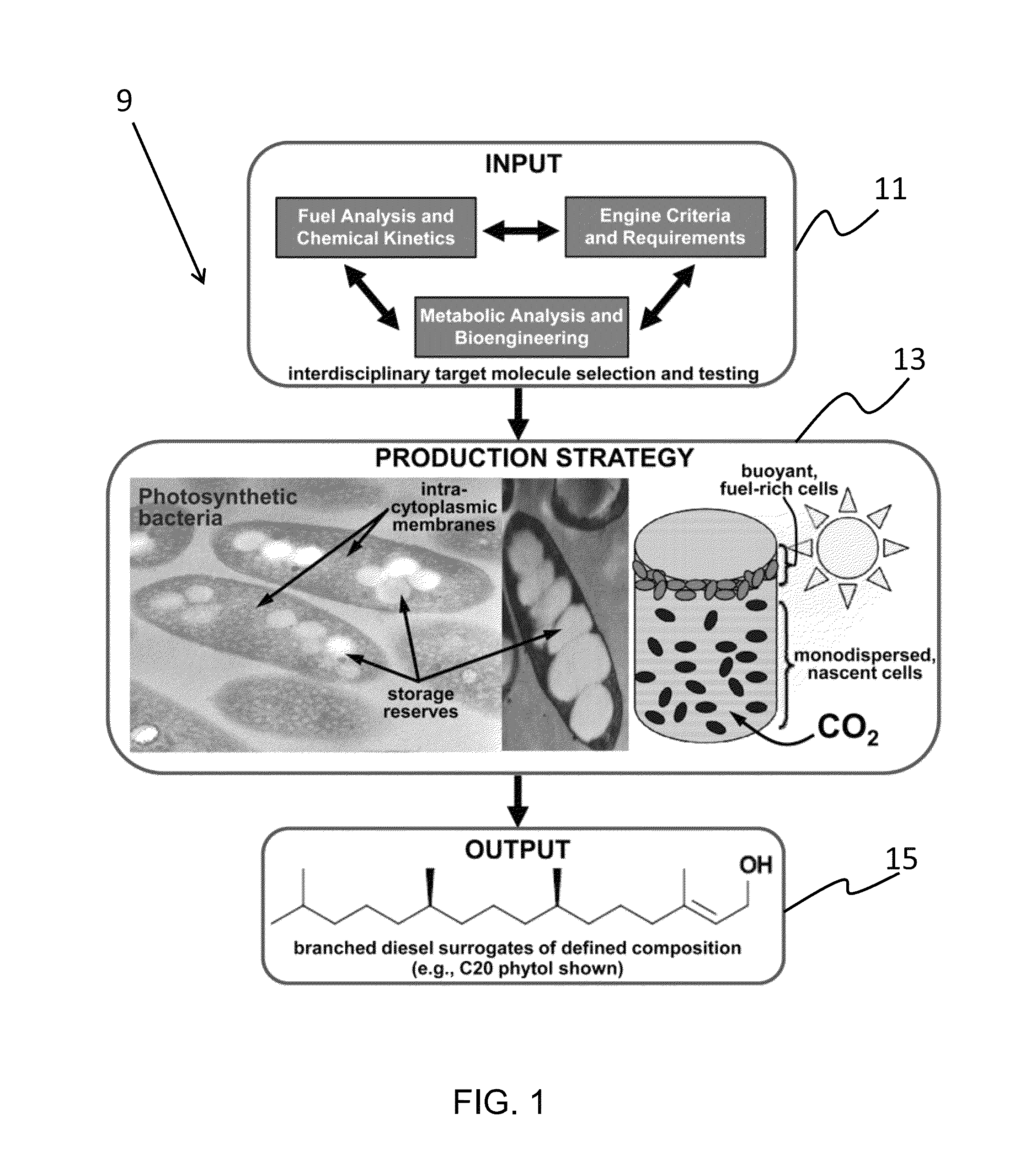 Engineered photosynthetic bacteria, method of manufacture of biofuels