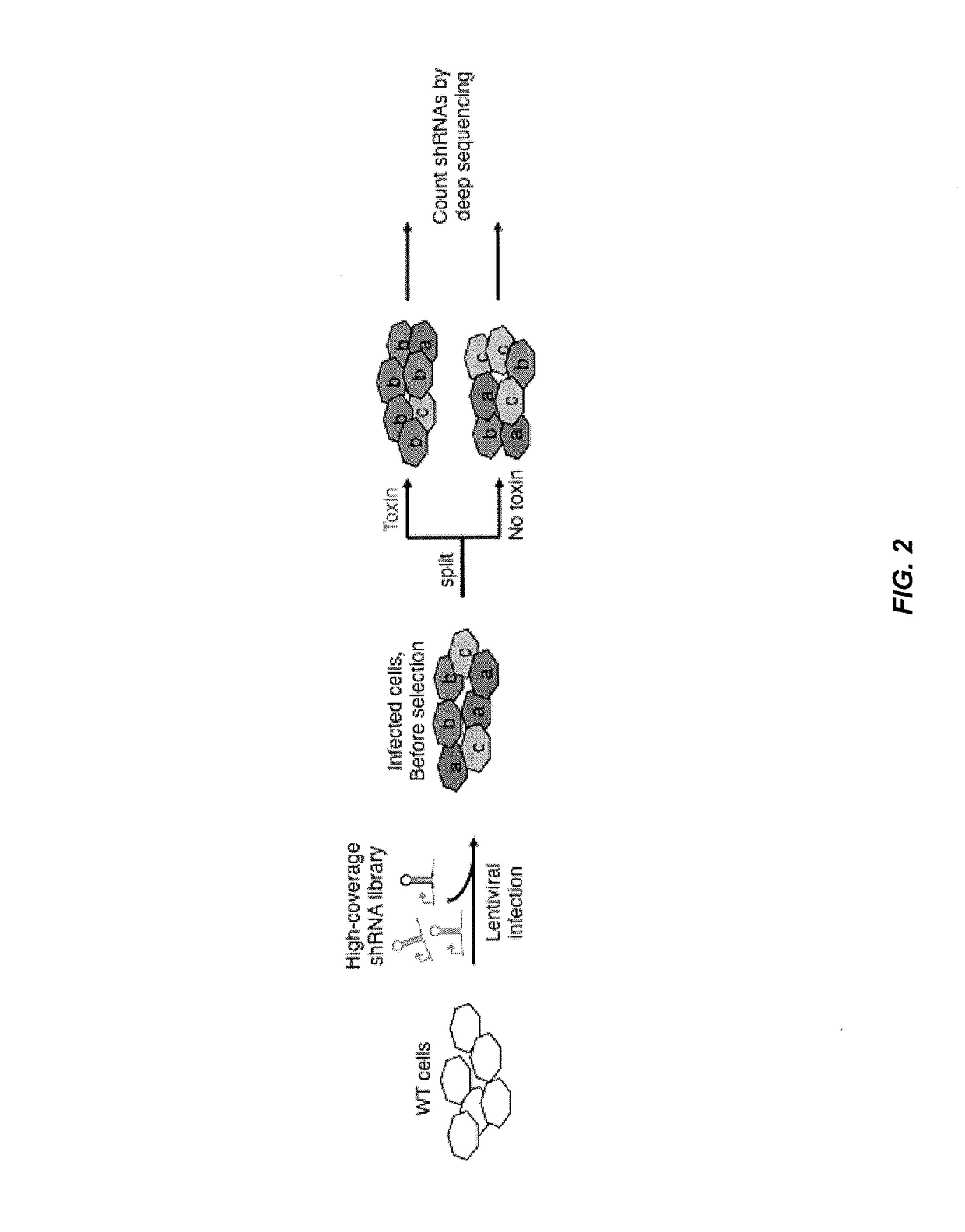 Methods for genome-wide screening and construction of genetic interaction maps