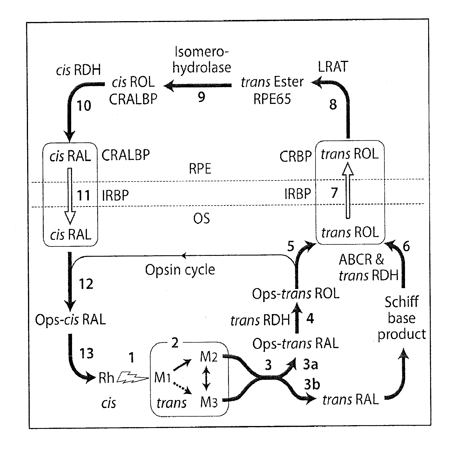 Compositions and methods for the treatment of macular degeneration