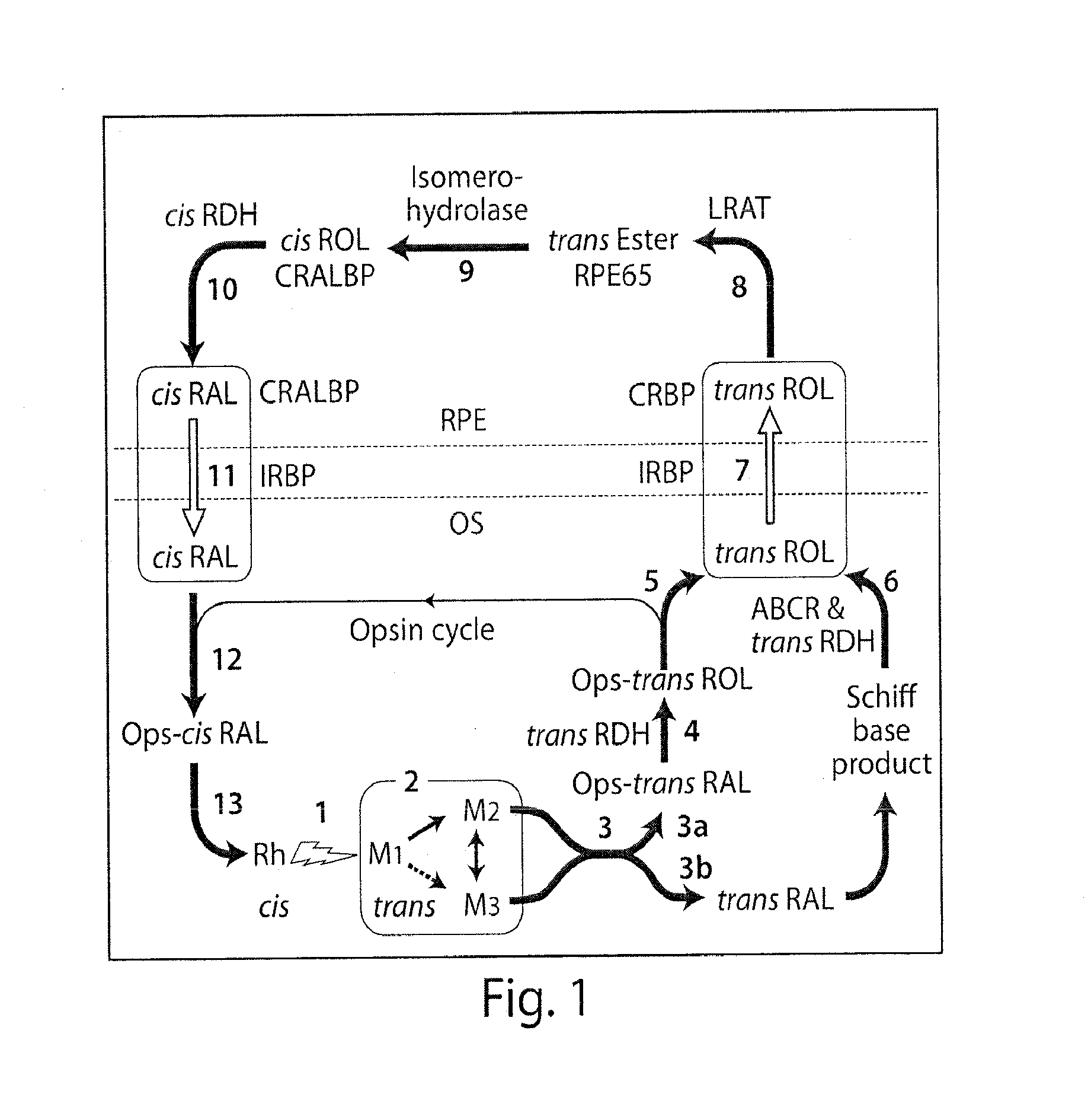 Compositions and methods for the treatment of macular degeneration