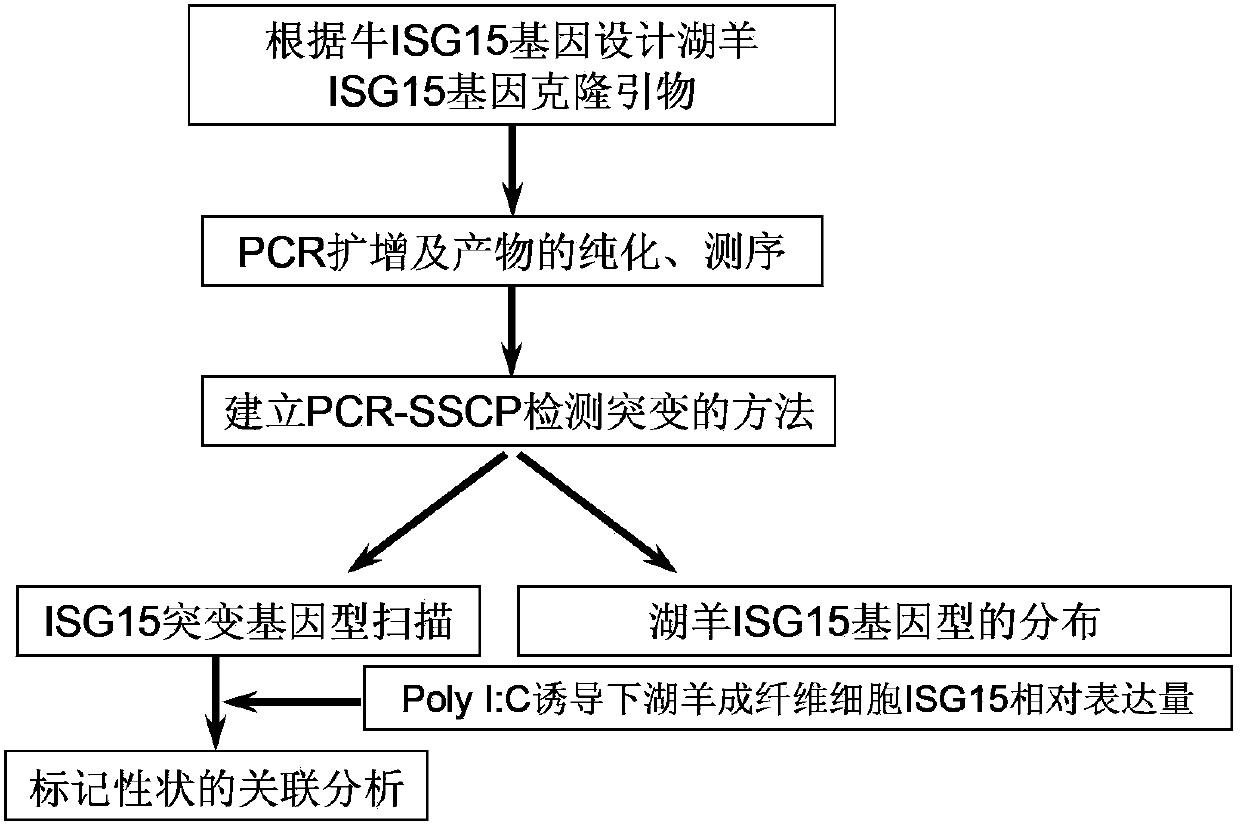 Sheep disease resistance related molecular marker of ISG15 gene and application thereof