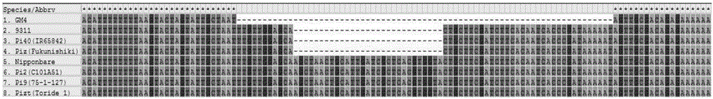 Molecular marker of rice blast resistant gene Pigm of Gumei 4 and application thereof