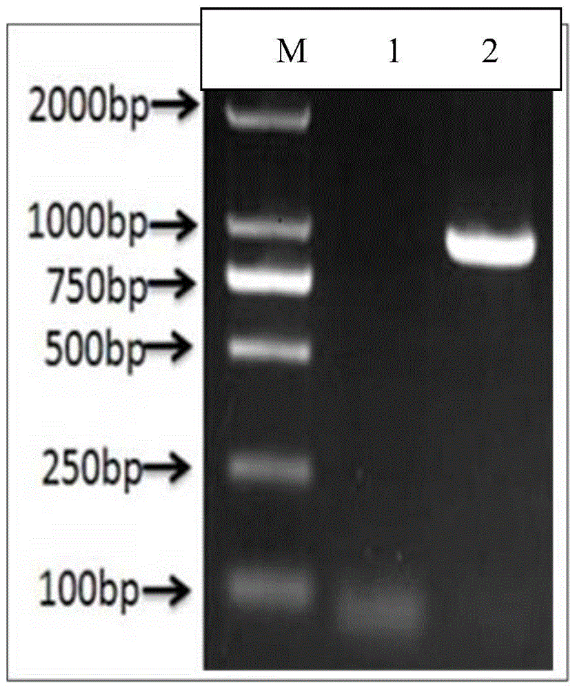 Mycoplasma hyorhinosus strain and its inactivated vaccine and application