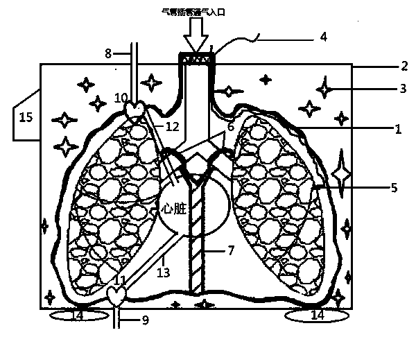 Device used for preserving lung under low temperature and ventilated situations during non-heart-beating-donor lung transplant