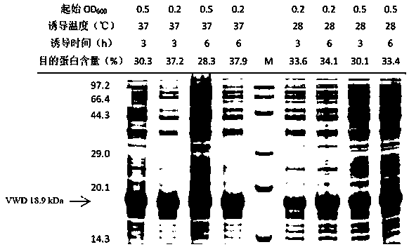 Vitellogenin peptide fragment tfVWD used for binding to tetrodotoxin, nucleotide sequence of vitellogenin peptide fragment tfVWD, polyclonal antibody of vitellogenin peptide fragment tfVWD and preparation method for vitellogenin peptide fragment tfVWD