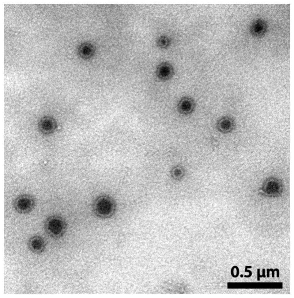 A self-luminescent polymer material responsive to active oxygen and myeloperoxidase in situ, its preparation method and its application