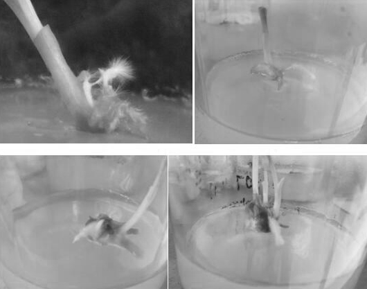 Induction method of hairy roots of Curcuma wenyujin