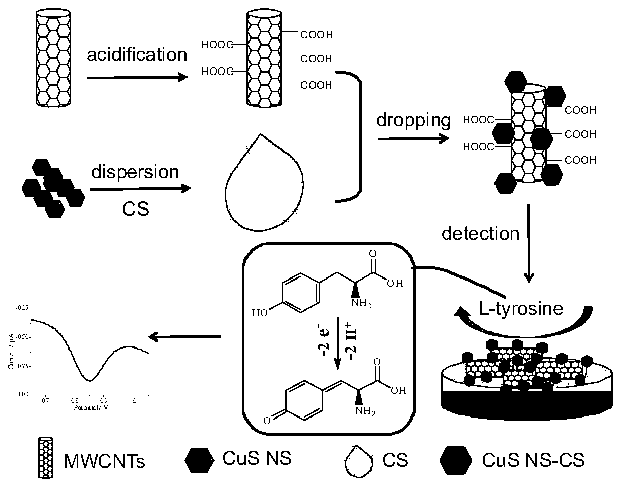 L-tyrosine detection method based on composite film modified electrode and sensor