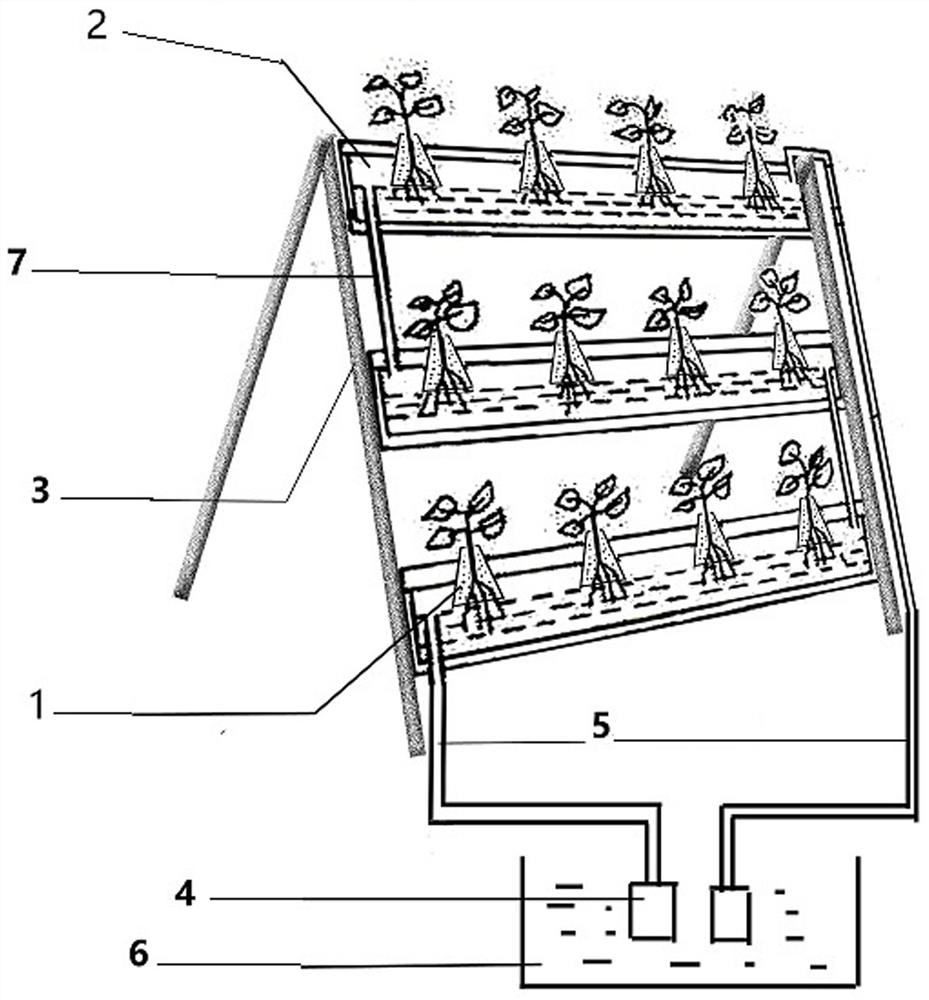 A kind of photoautotrophic air rapid propagation method of Bulgarian damascena rose