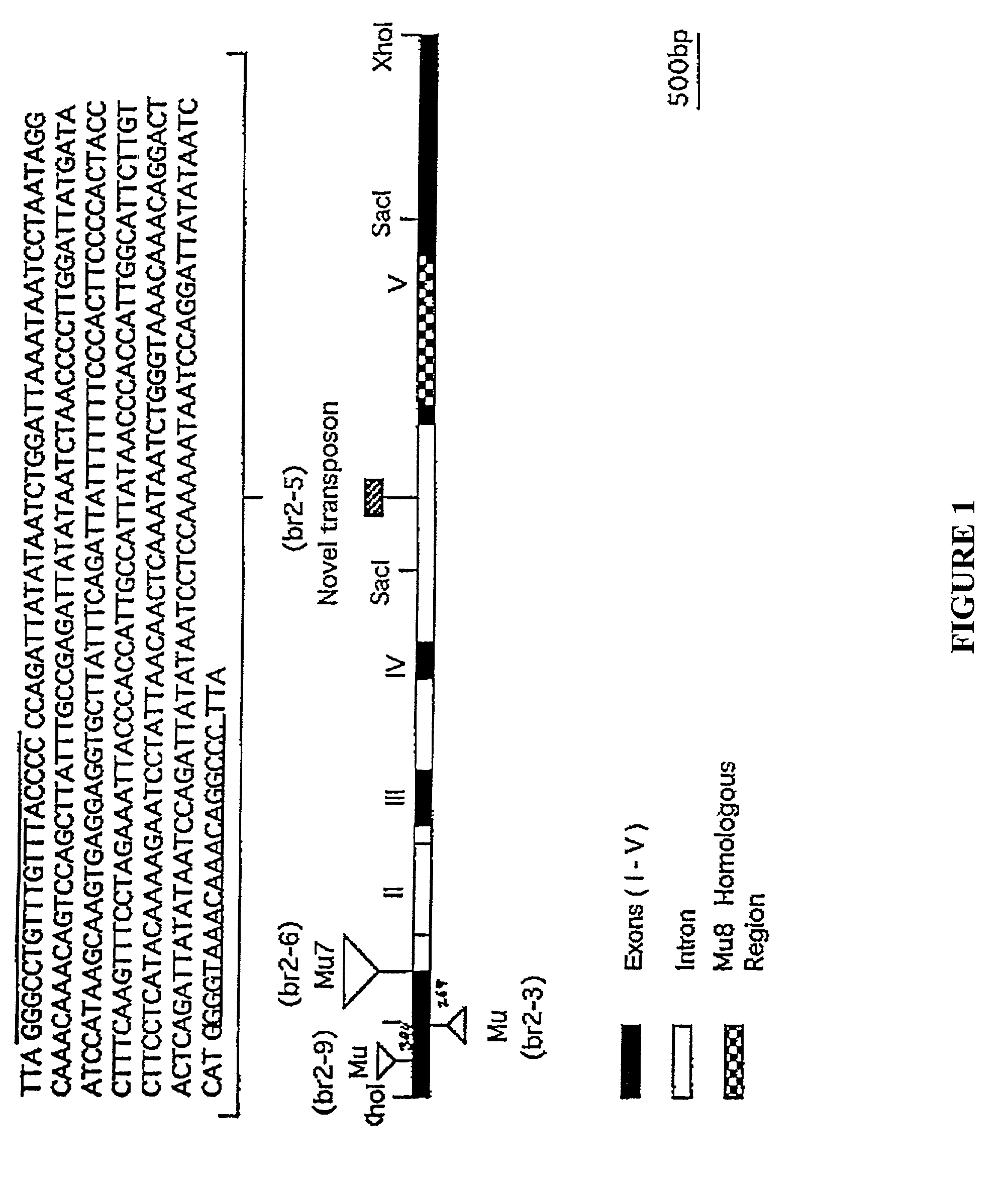 Isolated nucleic acid molecules encoding the Br2 P-glycoprotein of maize and methods of modifying growth in plants transformed therewith