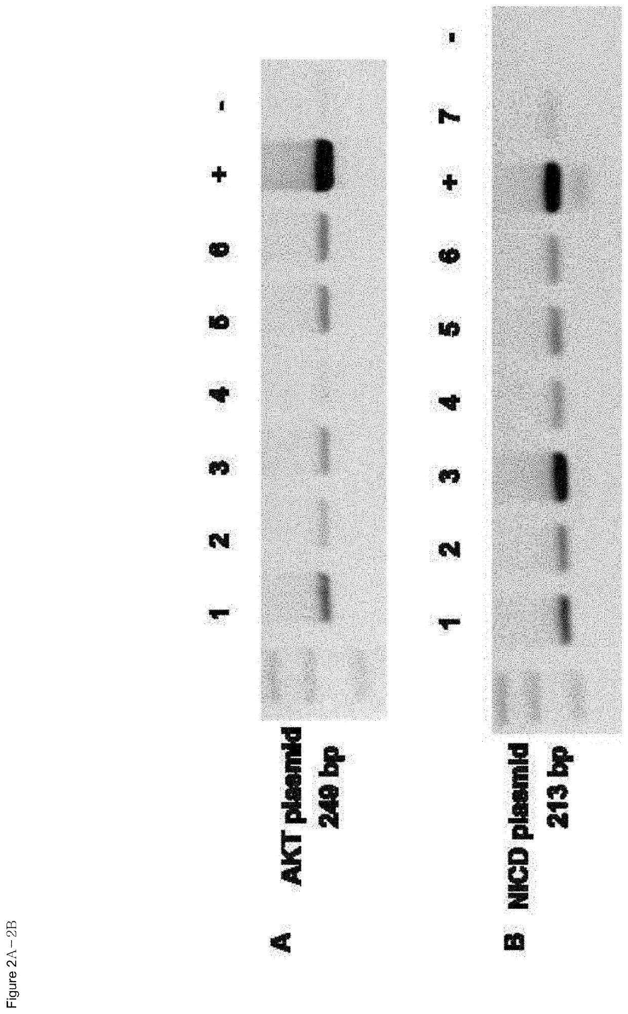 Organ directed gene delivery