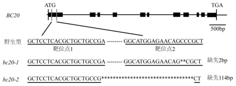 Rice BC20 mutant gene, recombinant vector, transformant and application of rice BC20 mutant gene, recombinant vector and transformant in preparation of rice brittle stem mutant