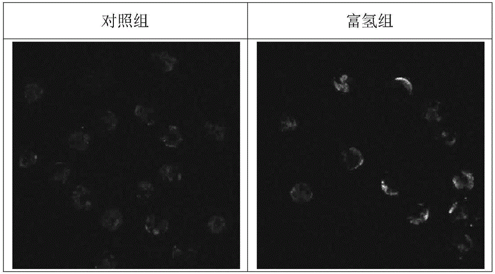 In vitro culture liquid and culture method for pig parthenogenetic activation embryo