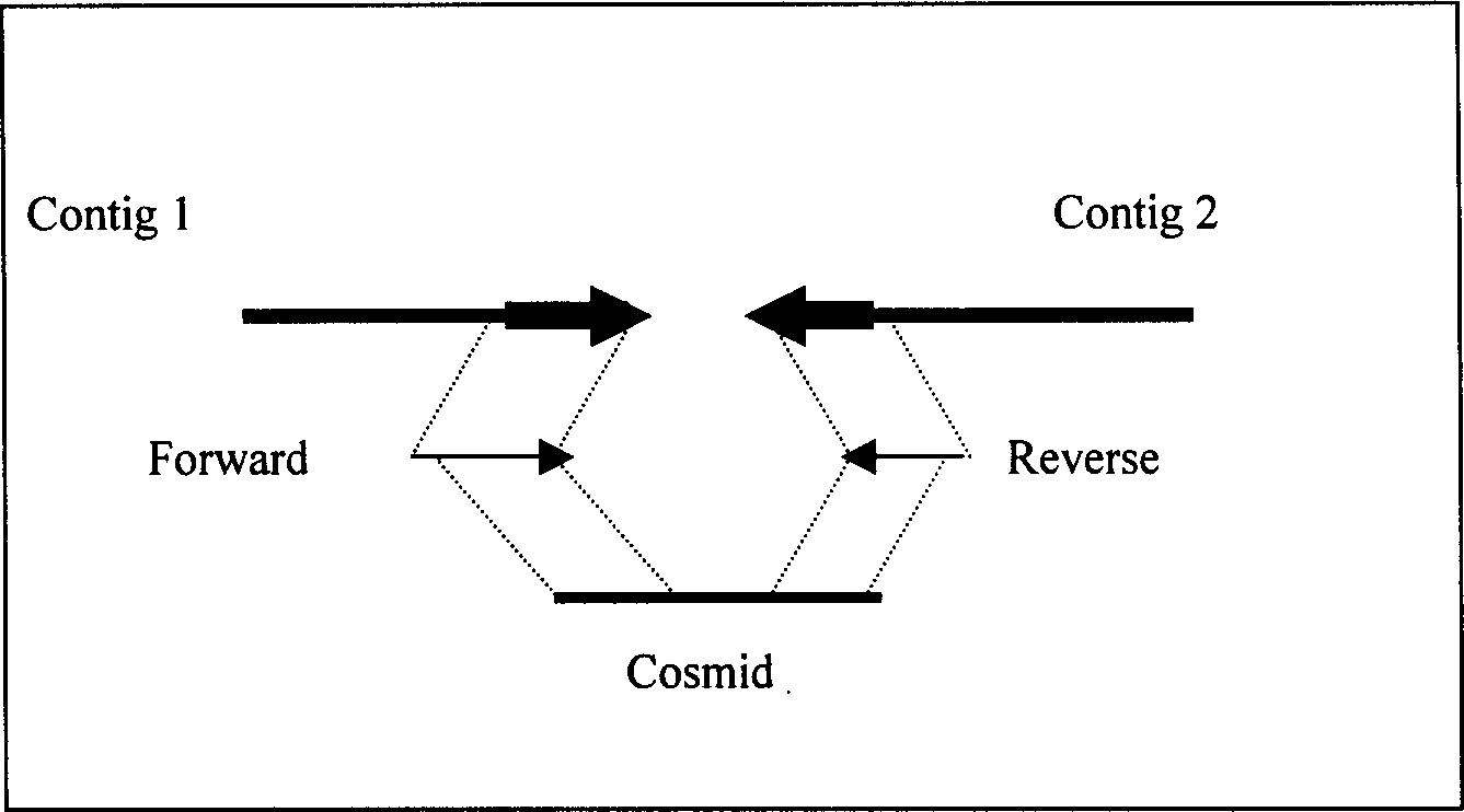 High temp. resistant guanylate kinase gene, its coded polypeptide and preparing method thereof