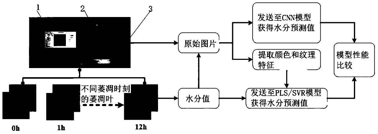 Nondestructive detection method for withering degree indexes of black tea