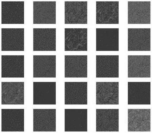 Nondestructive detection method for withering degree indexes of black tea