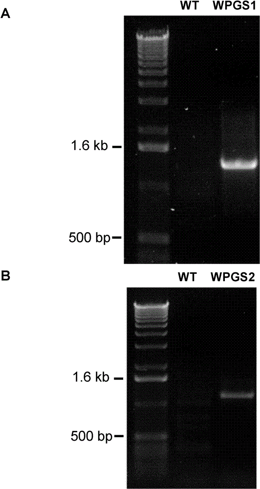 WPGS 1 gene or WPGS 2 gene of eucalyptus and over-expression having function of increasing plant biomass thereof