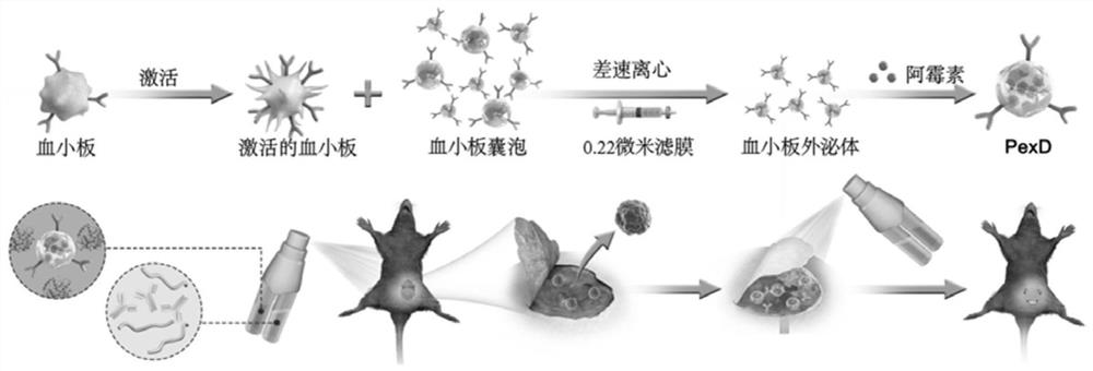 Fibrin gel containing adriamycin-entrapped platelet exosome and PD-L1 monoclonal antibody as well as preparation method and application of fibrin gel