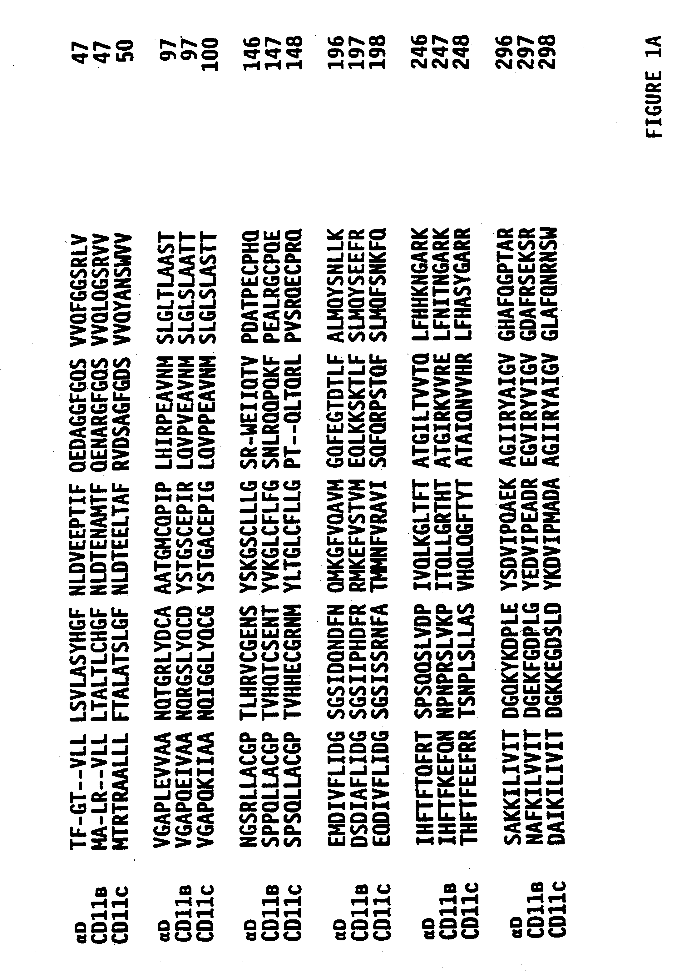 Novel human beta-2 integrin alpha subunit