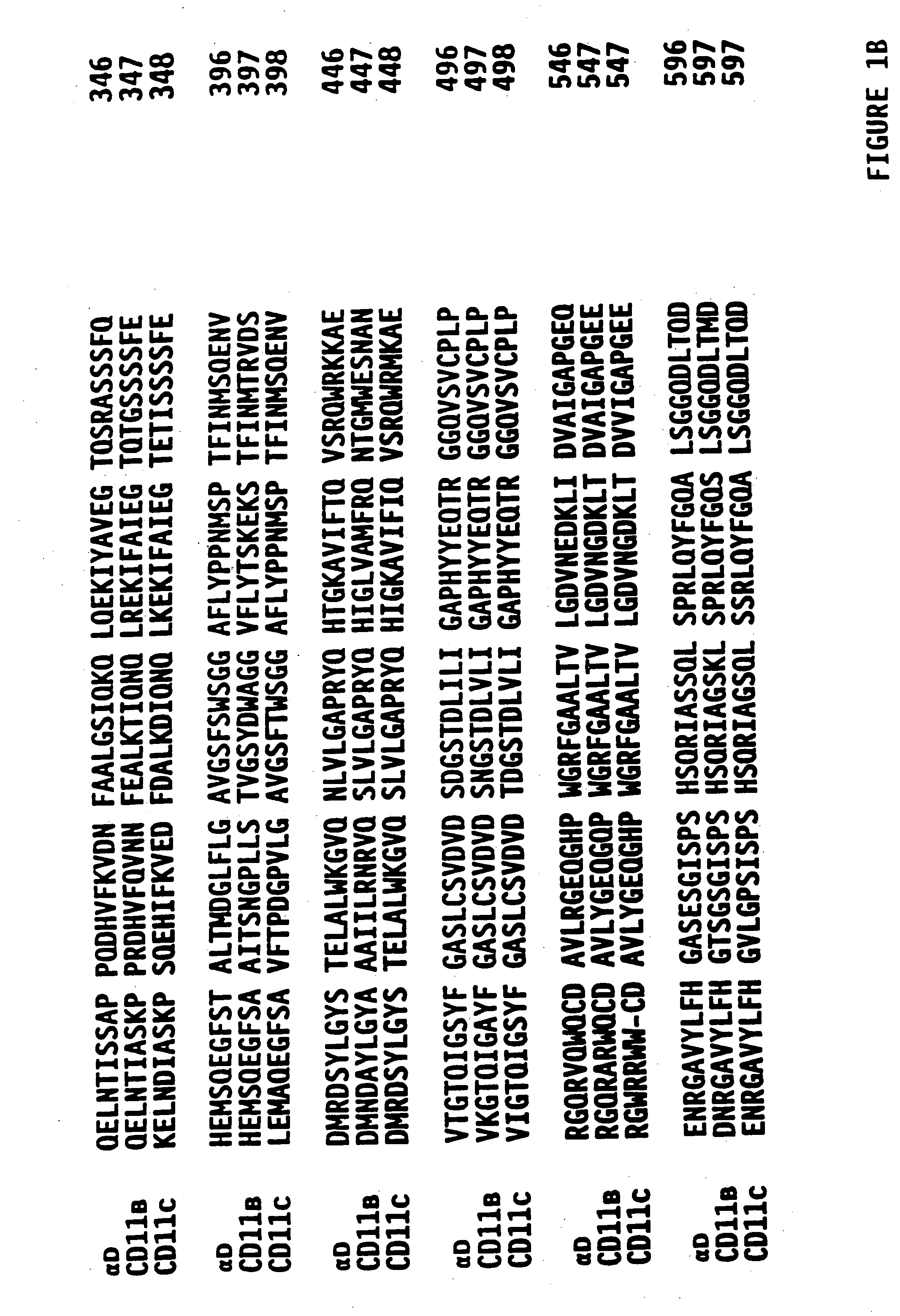 Novel human beta-2 integrin alpha subunit