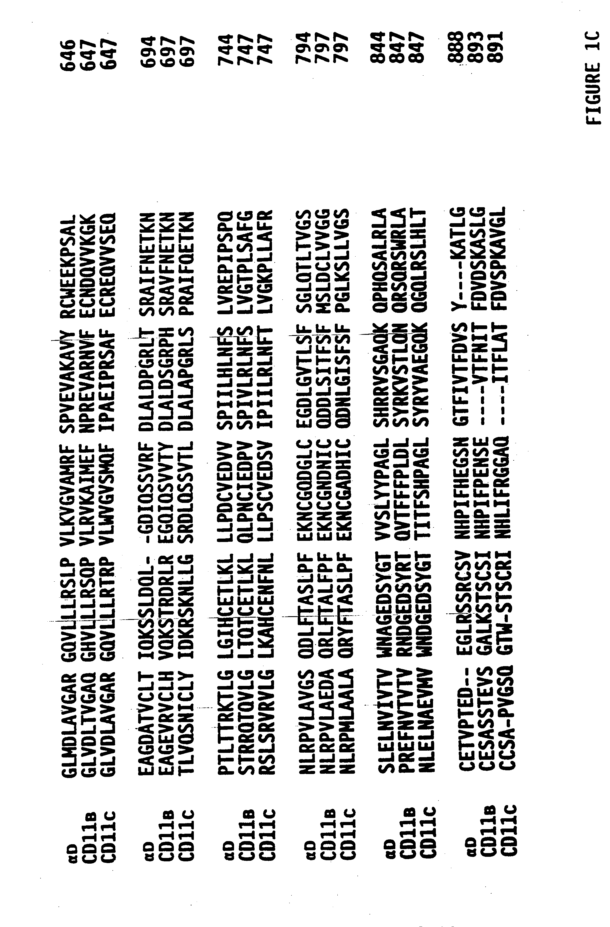 Novel human beta-2 integrin alpha subunit