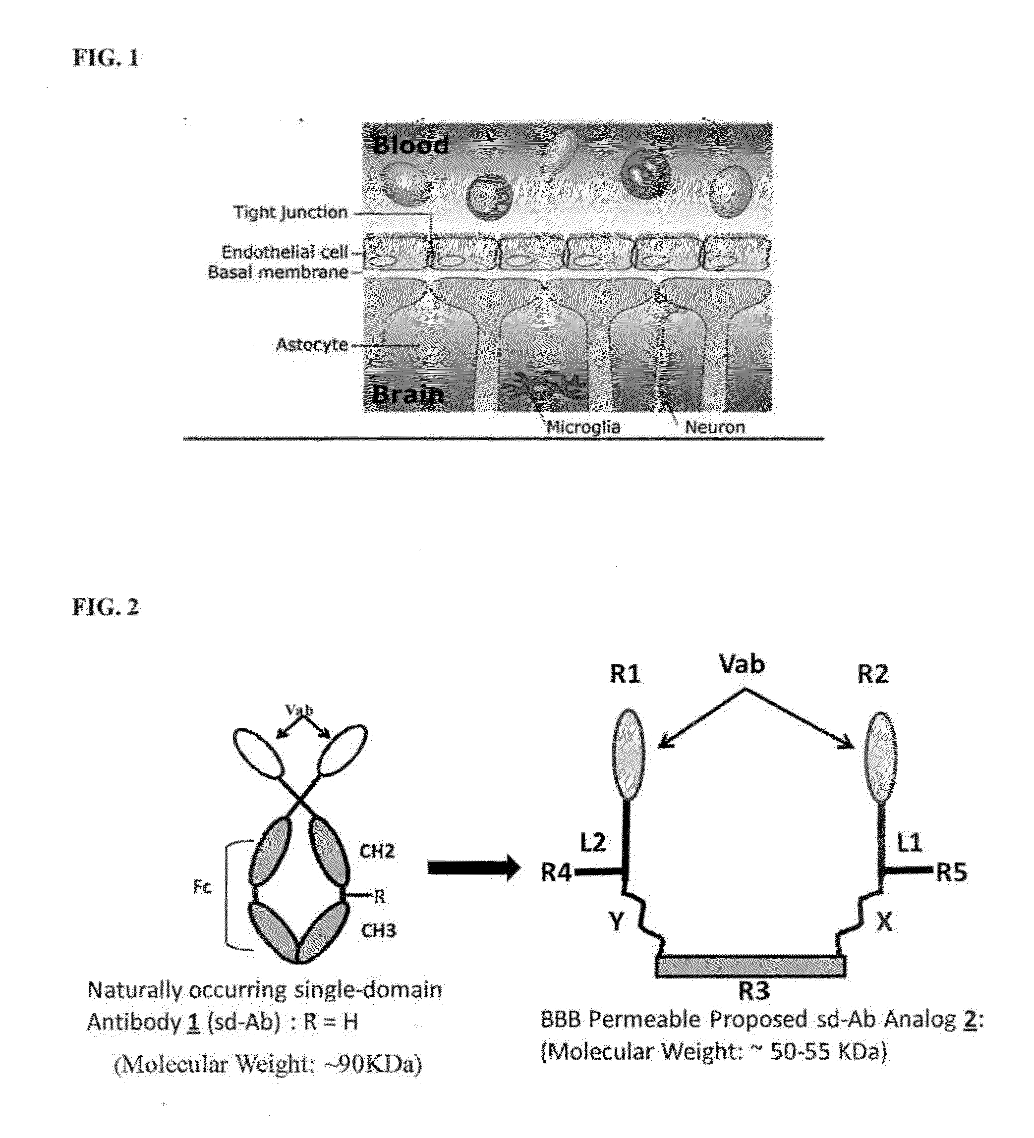 Blood-brain barrier permeable peptide compositions