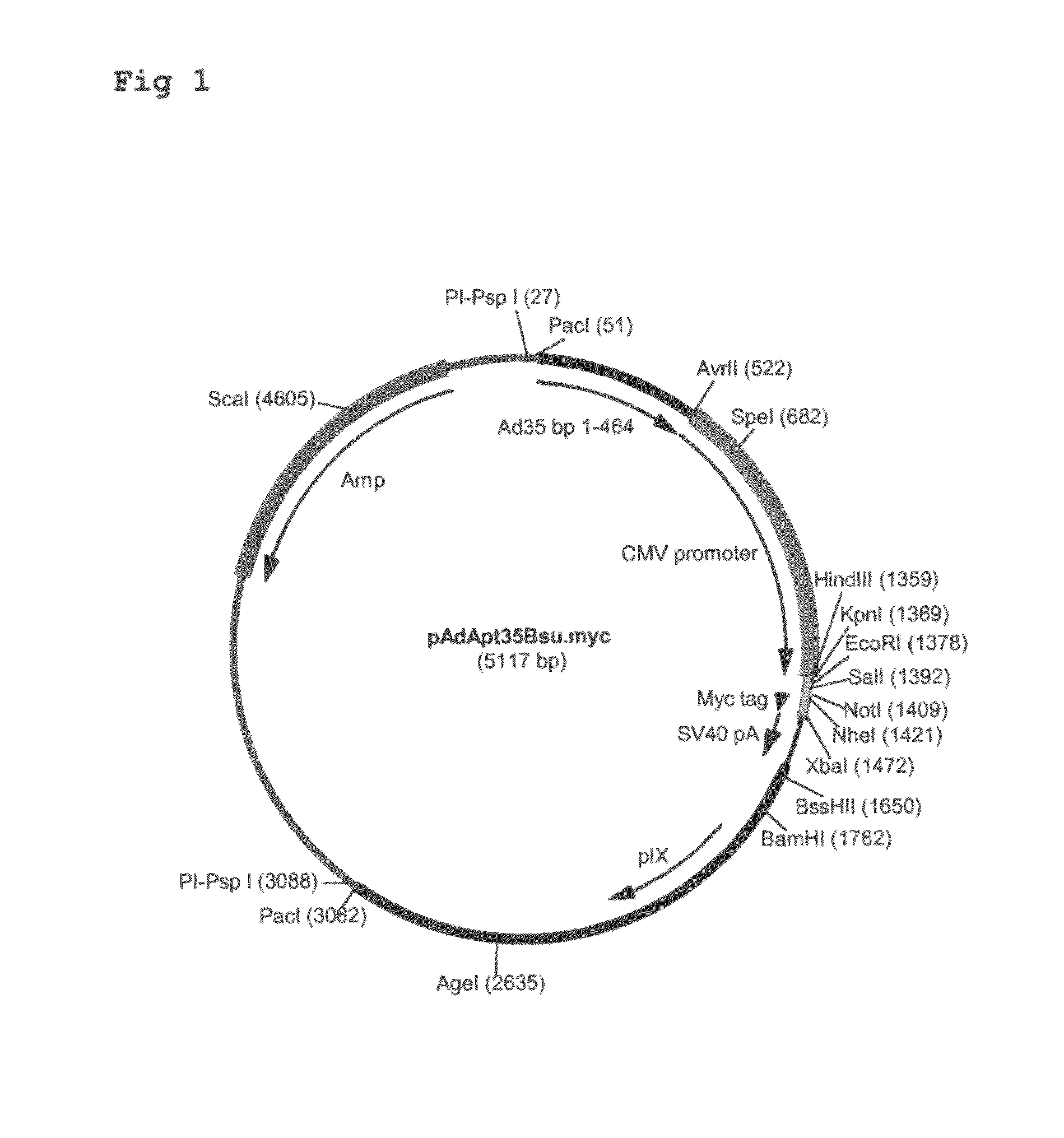 Multivalent vaccines comprising recombinant viral vectors