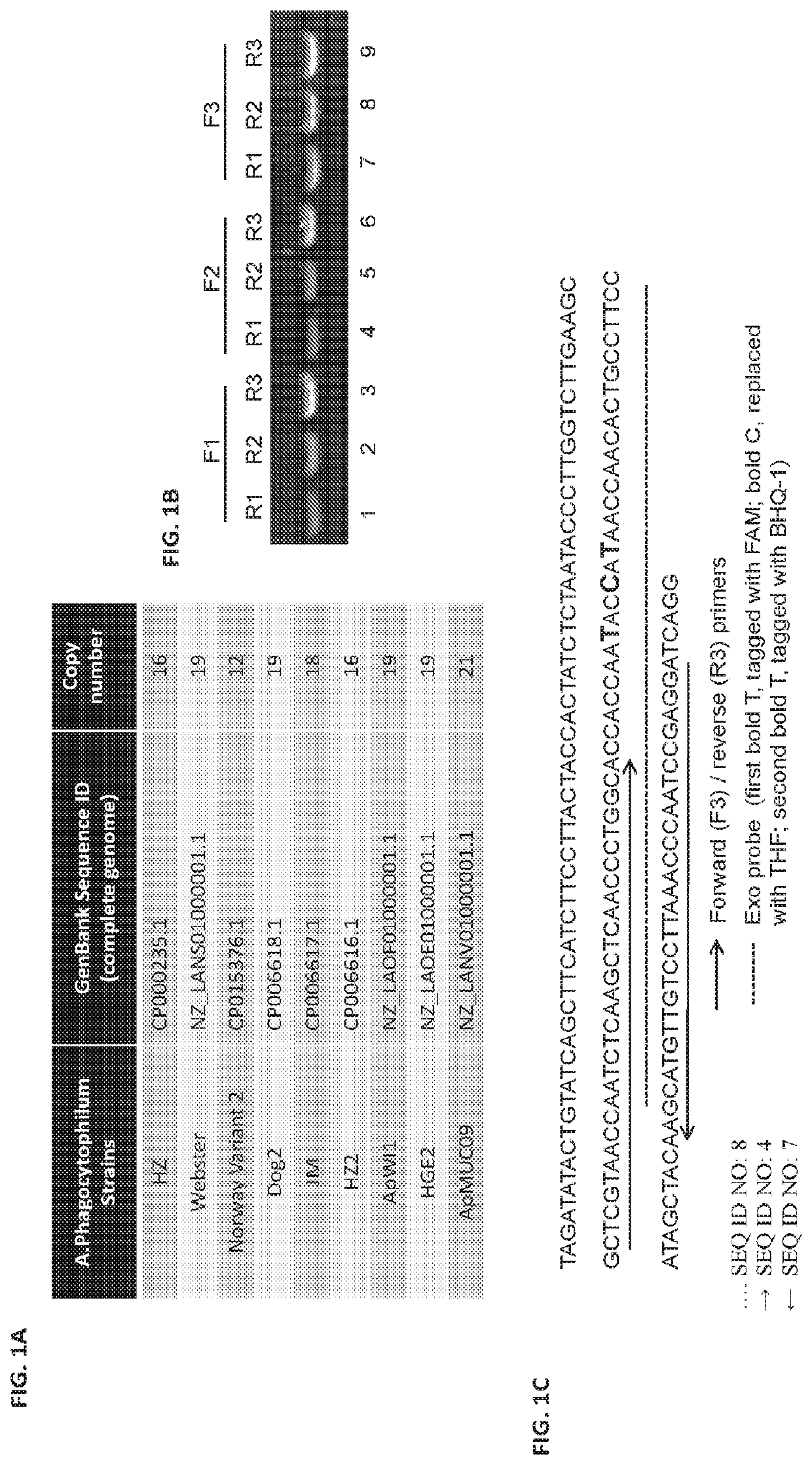 Amplification assay for the  detection of anaplasma phagocytophilum