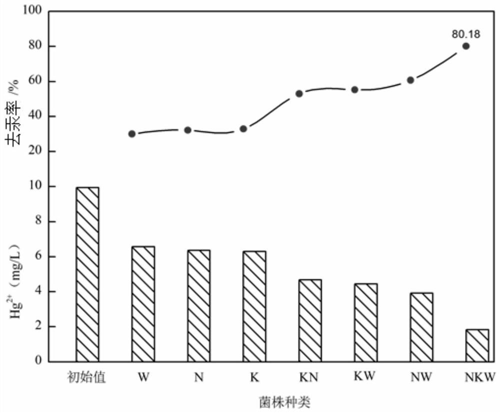 Compound bacterium preparation capable of efficiently adsorbing mercury and application of compound bacterium preparation