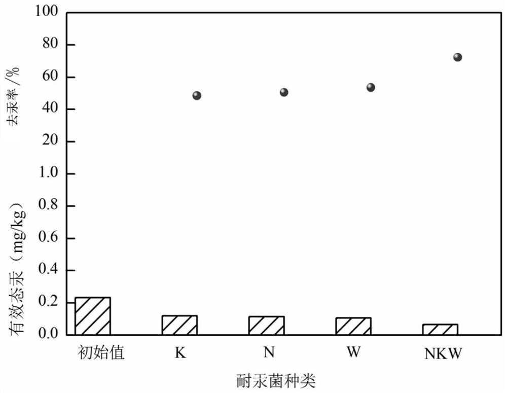 Compound bacterium preparation capable of efficiently adsorbing mercury and application of compound bacterium preparation