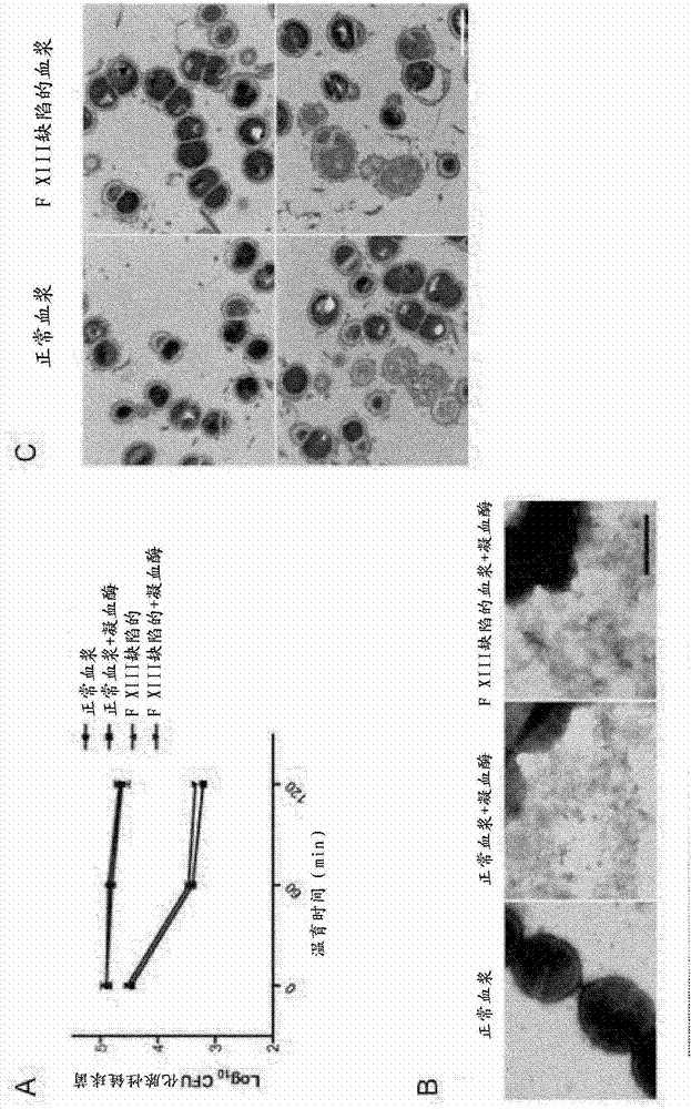 An ancestral serine protease coagulation cascade exerts a novel function in early immune defense