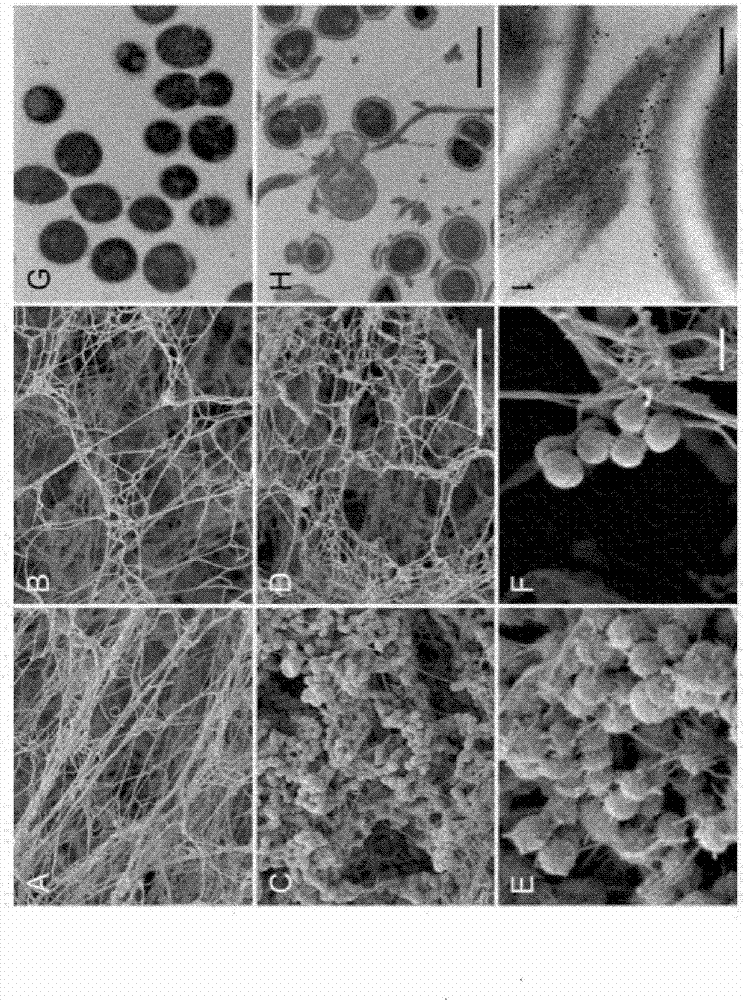 An ancestral serine protease coagulation cascade exerts a novel function in early immune defense