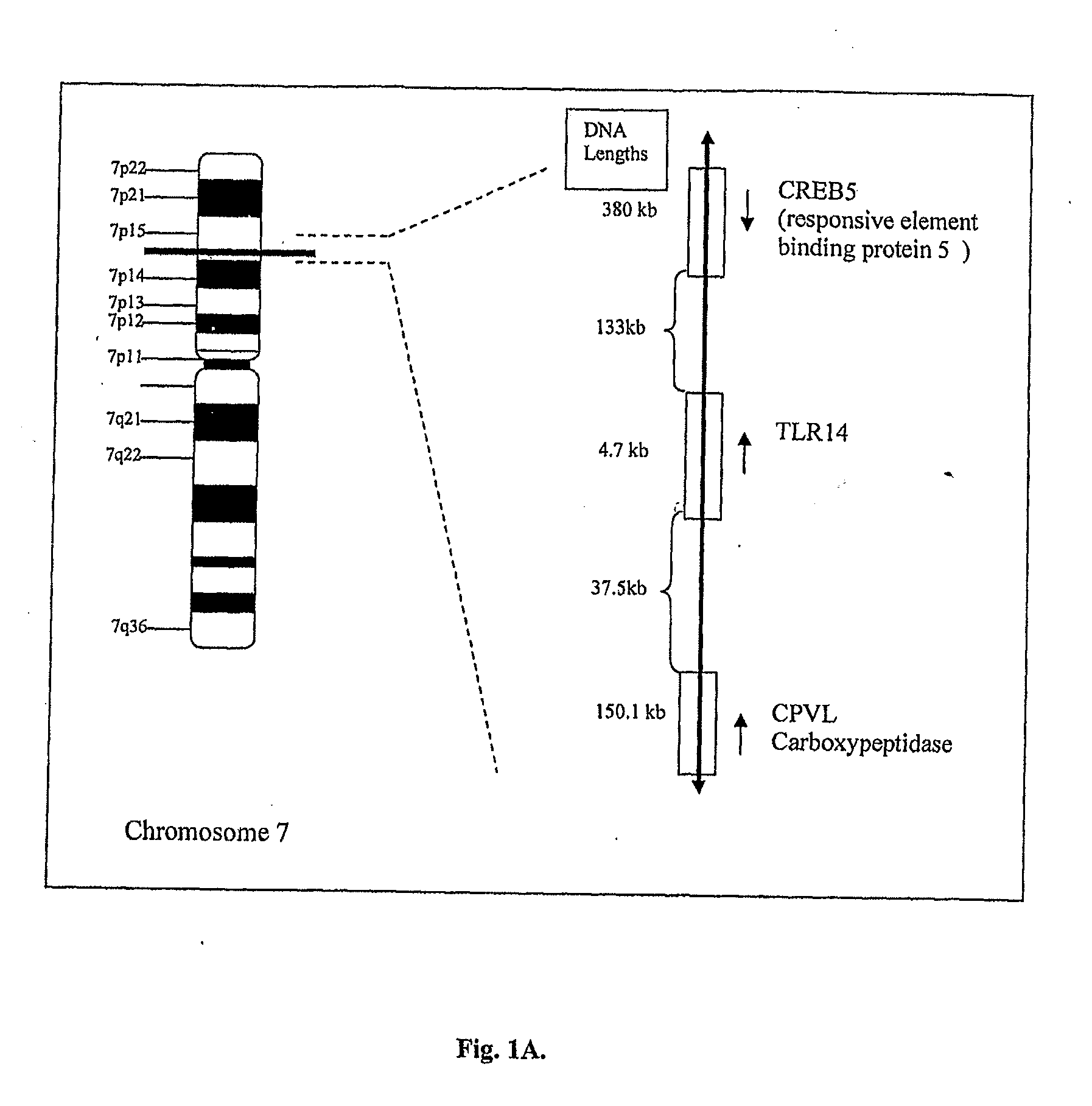 Polypeptides and use thereof