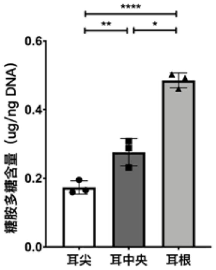 Ear cartilage cell, preparation method, regenerated ear cartilage tissue and application