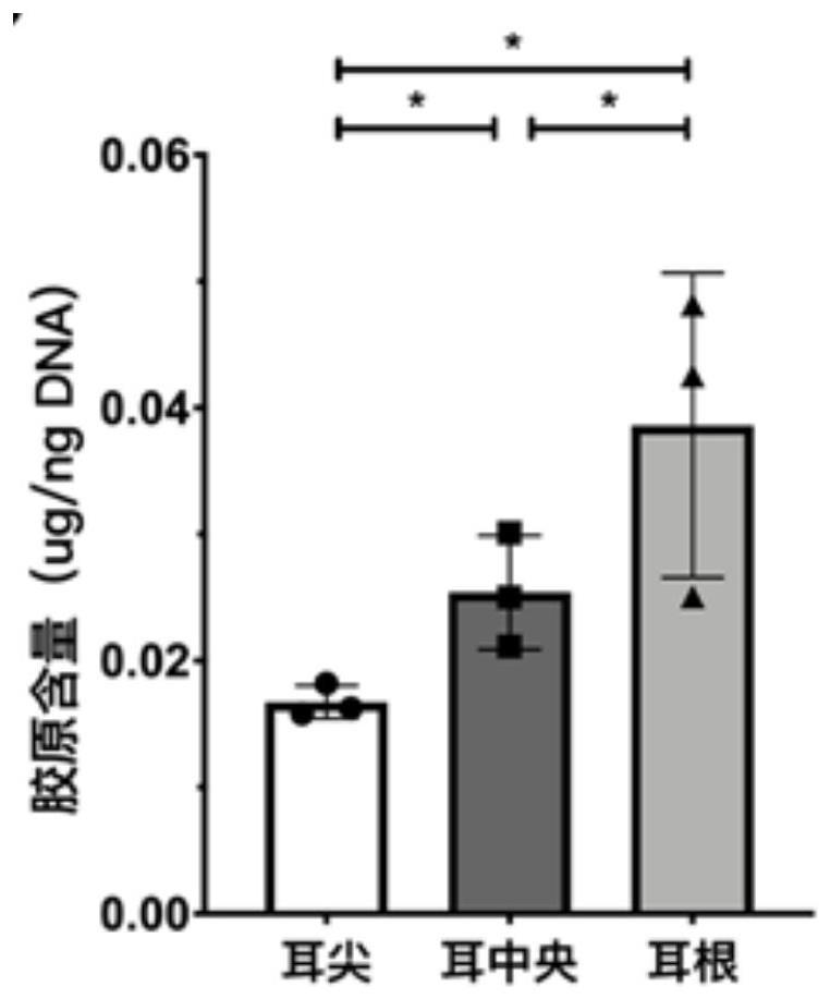 Ear cartilage cell, preparation method, regenerated ear cartilage tissue and application