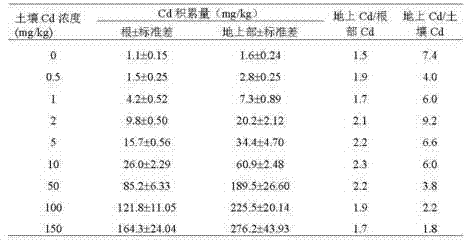 Method for restoring cadmium/lead single or combined polluted soil by using hyperaccumulating flower emilia sonchifolia