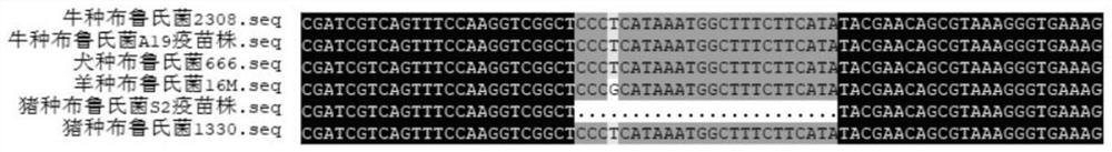 Double real-time fluorescent quantitative pcr identification method of brucella s2 vaccine strain and the kit of reagents used