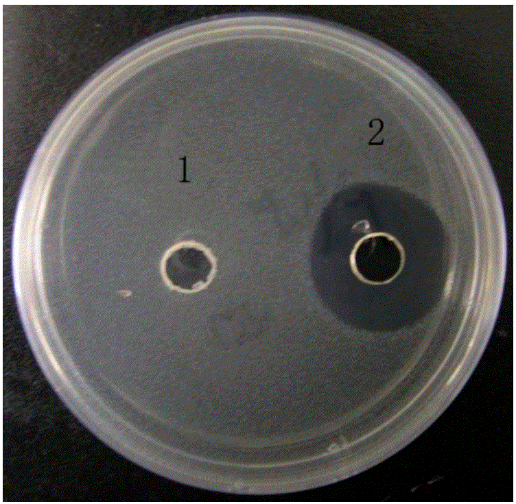 Marine-derived bacillus antimicrobial protein MD and preparation method thereof