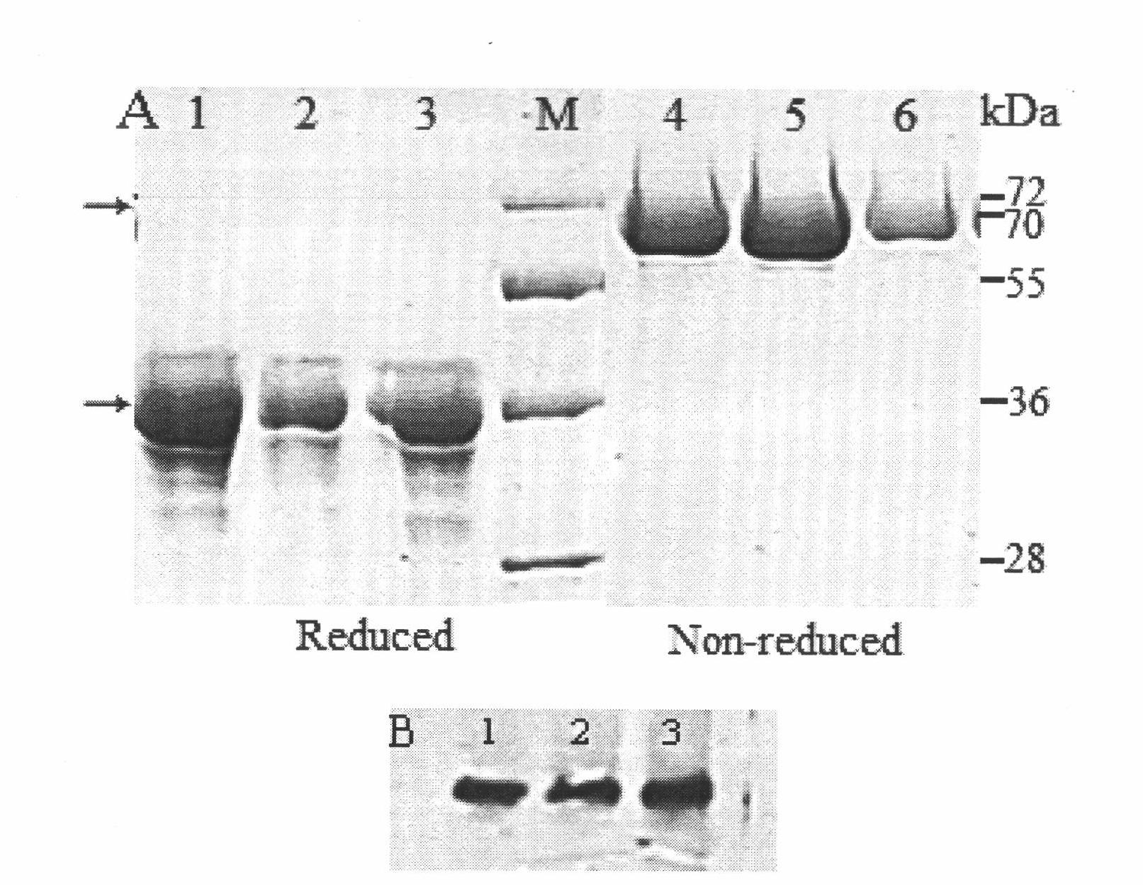 Insulin mimetic peptide fusion protein, mutant and applications thereof