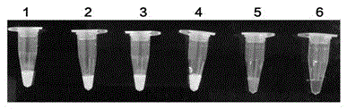 Porcine circovirus type 2 lamp diagnostic kit