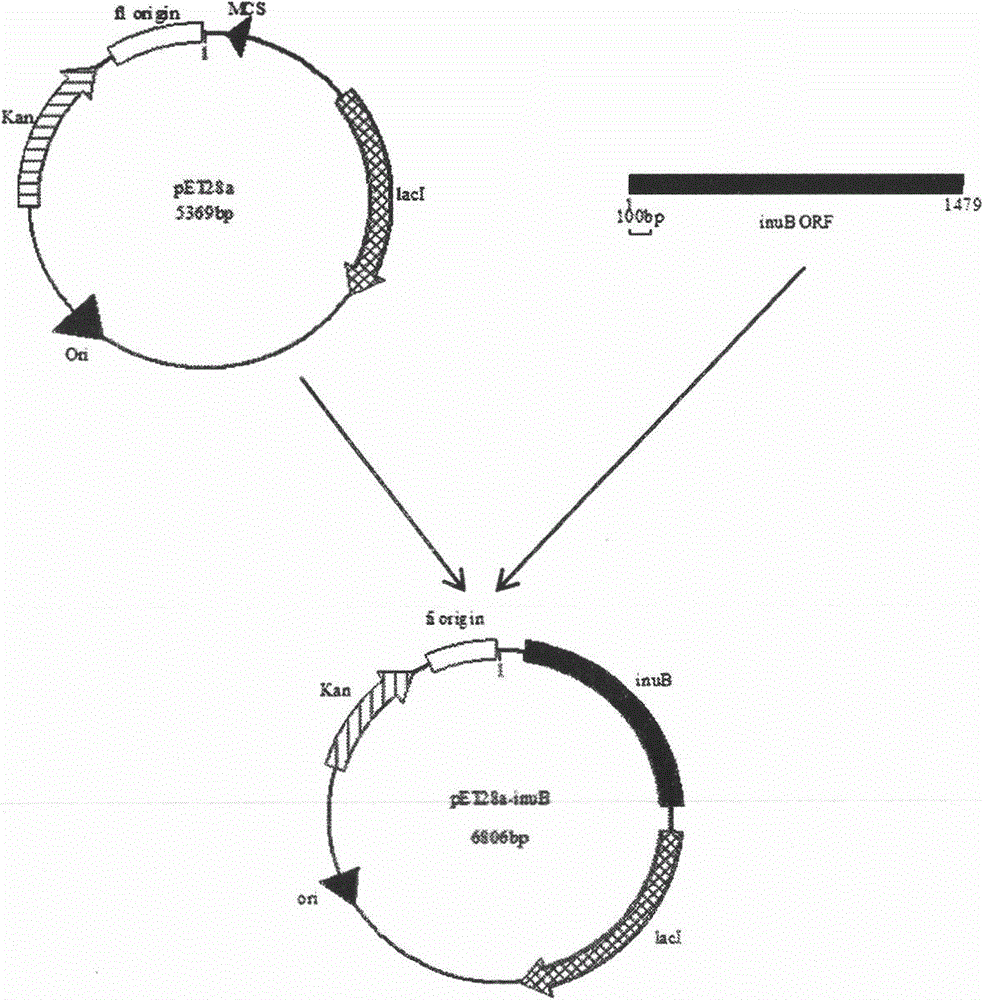 Heat-resisting alkali-resisting and salt stable inulase exonuclease, and coding gene and application thereof