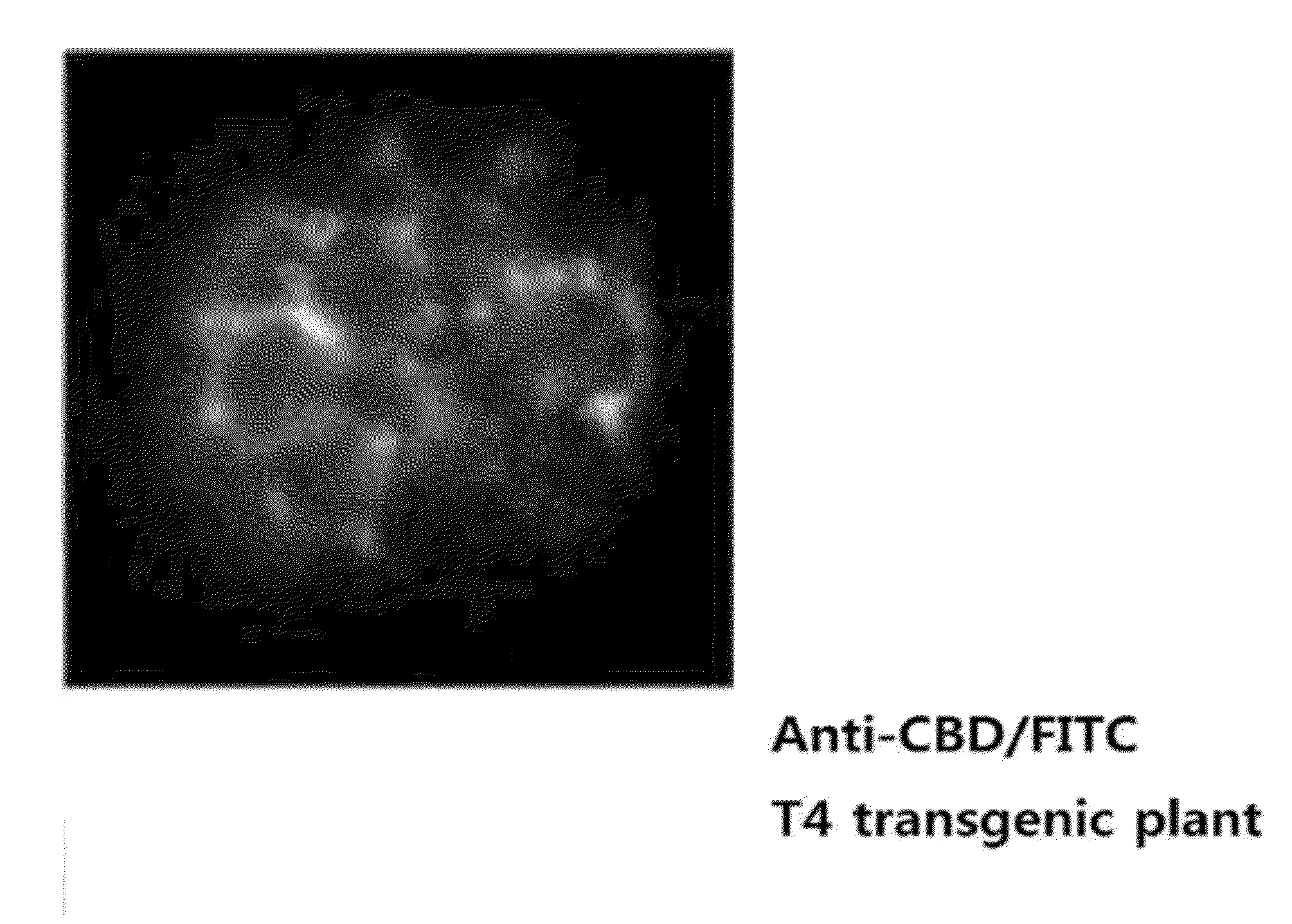 Highly pathogenic avian influenza virus protein vaccine derived from transgenic plant, and preparing method thereof