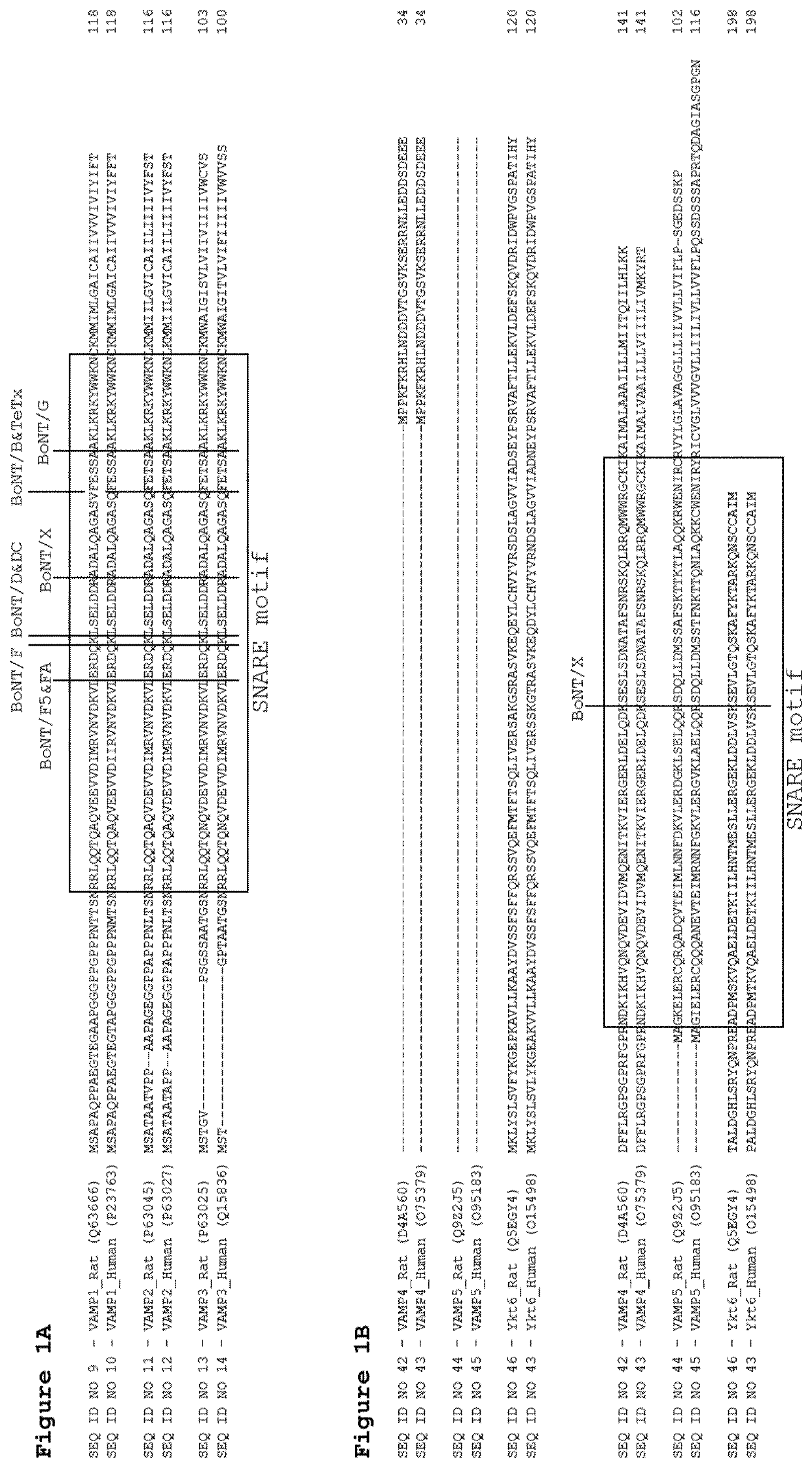 Cellular vamp cleavage assay