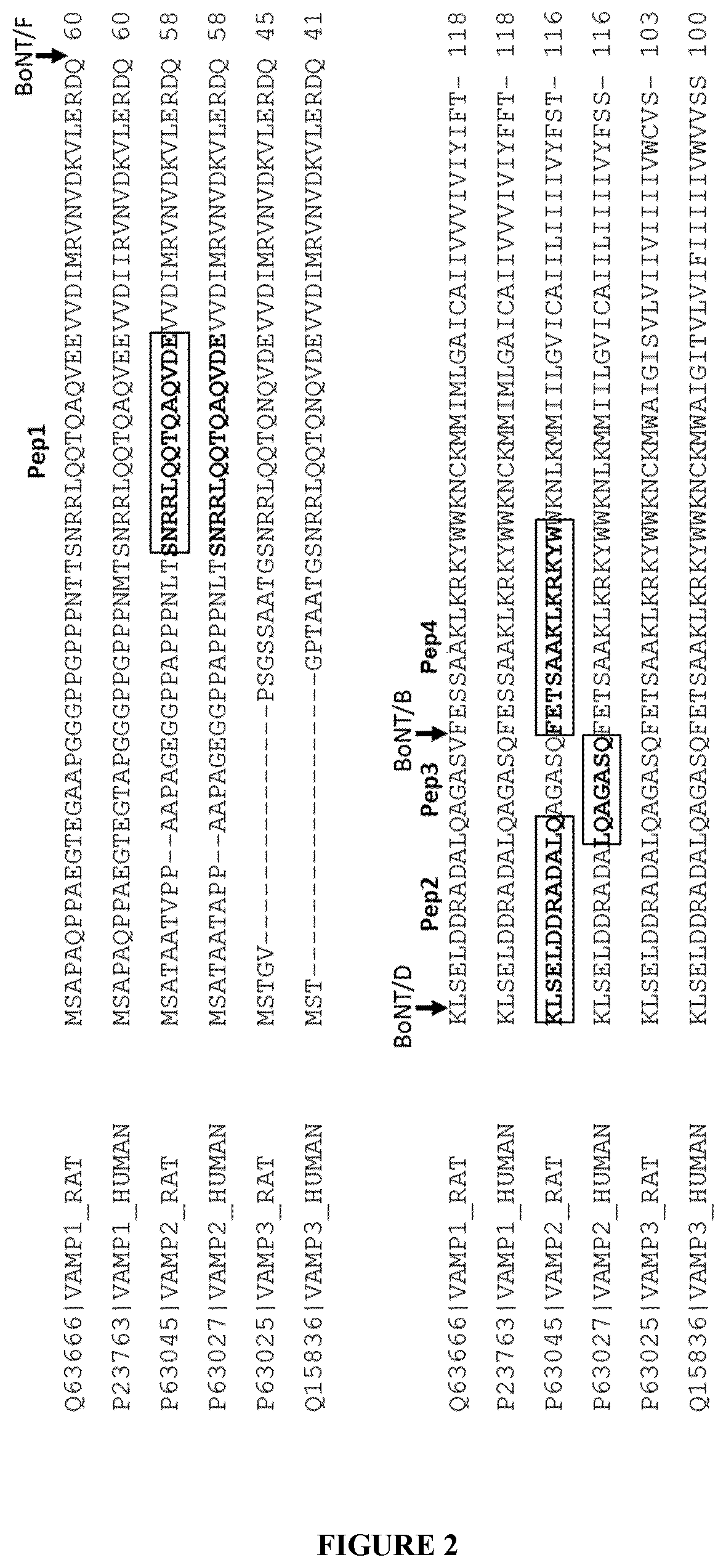 Cellular vamp cleavage assay