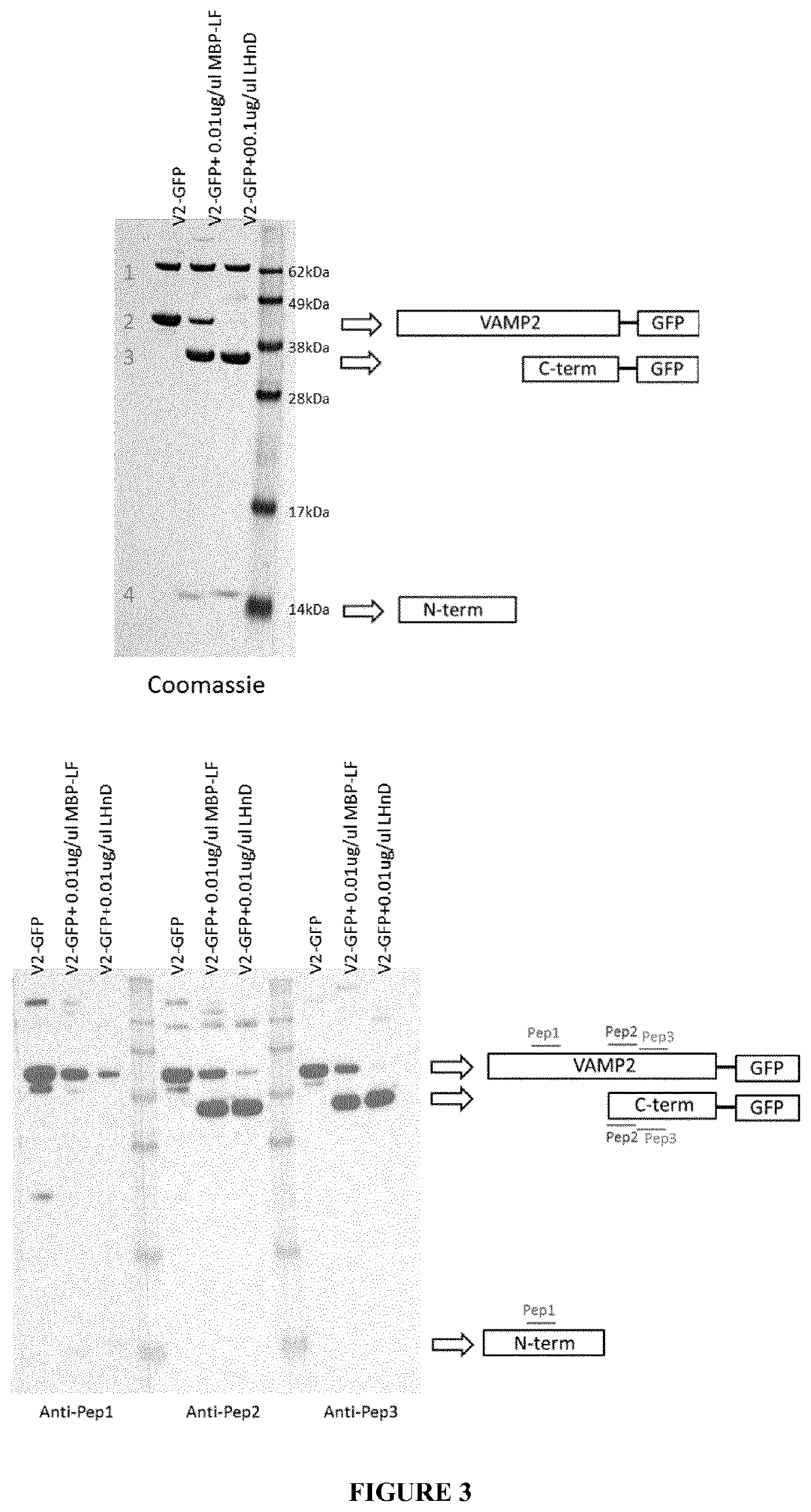 Cellular vamp cleavage assay