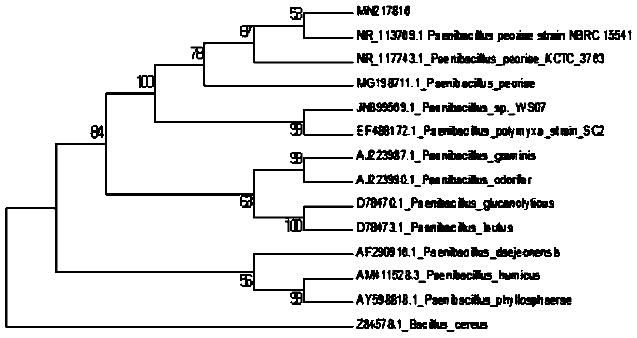 Paenibacillus peoriae and application thereof